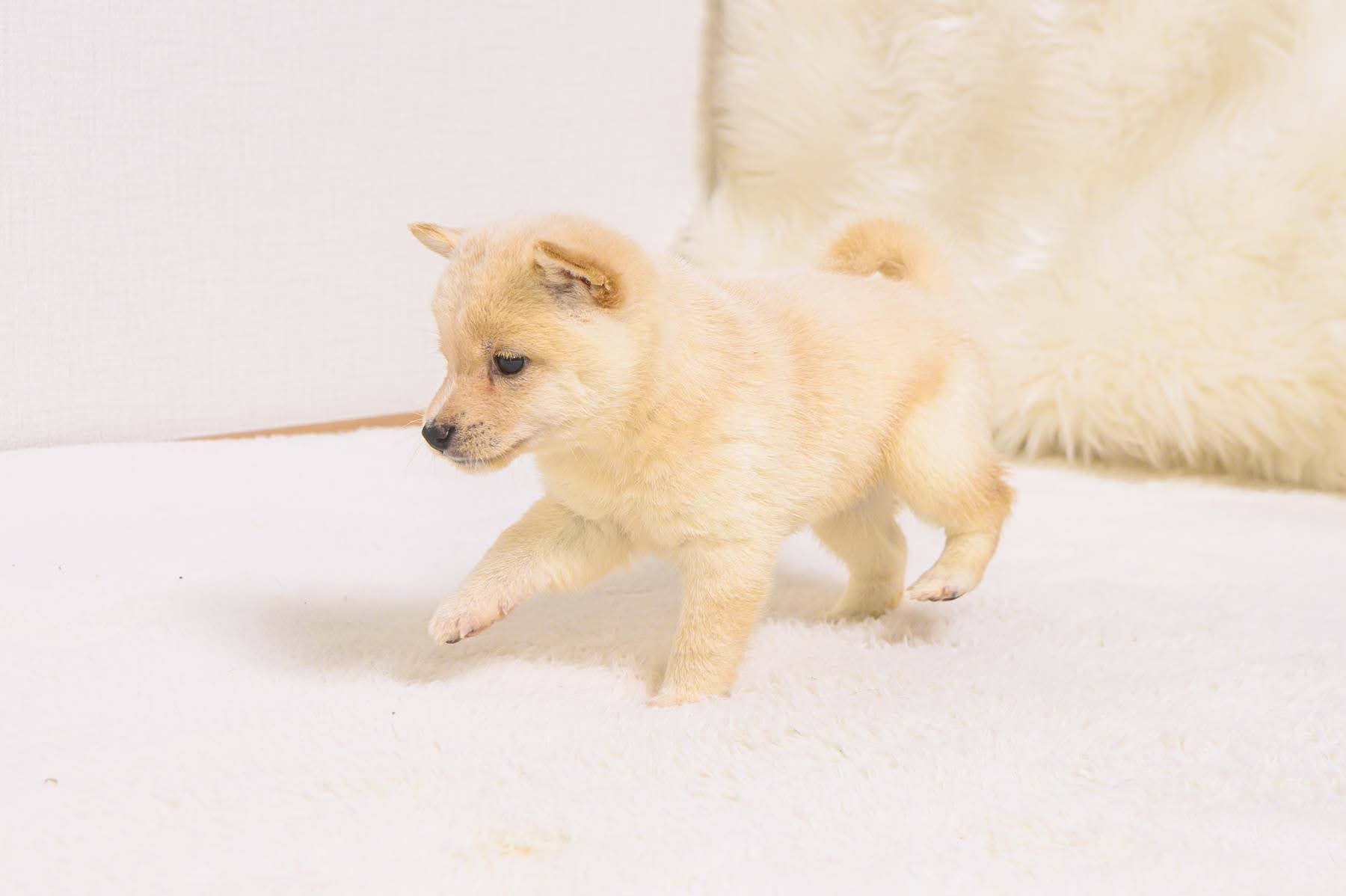 豆柴犬 販売子犬番号 みはるちゃん 写真4