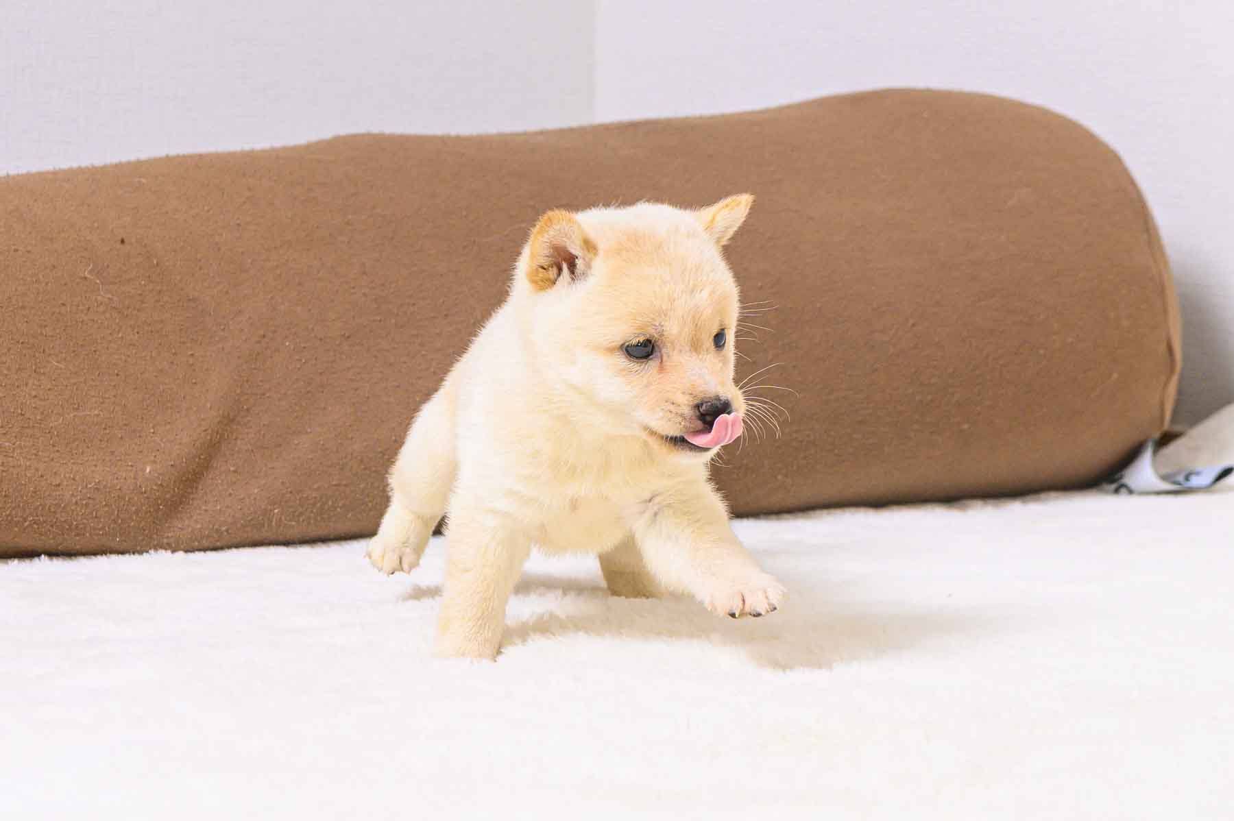 豆柴犬 販売子犬番号 みはるちゃん 写真5