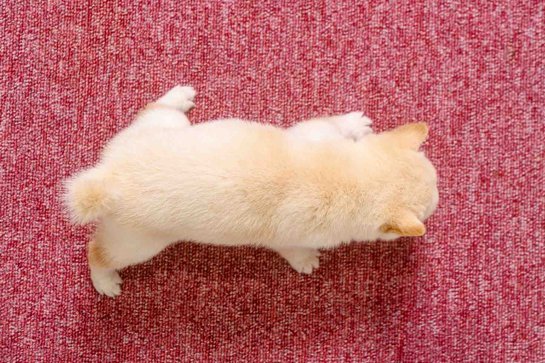 豆柴犬 販売子犬番号 みはるちゃん 写真6