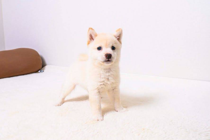 豆柴犬 販売子犬番号 あらしくん 写真6