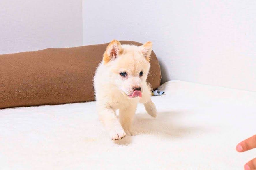 豆柴犬 販売子犬番号 あらしくん 写真4