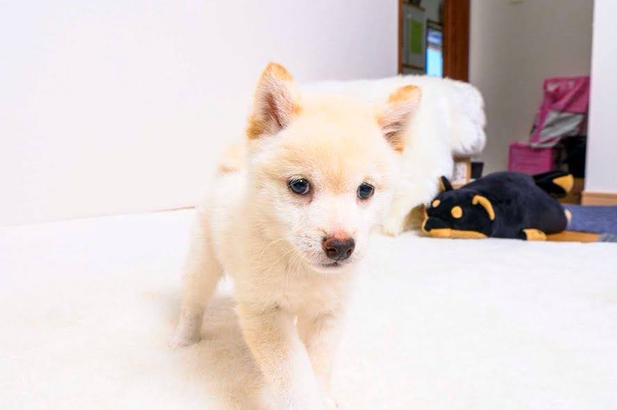豆柴犬 販売子犬番号 あらしくん 写真5