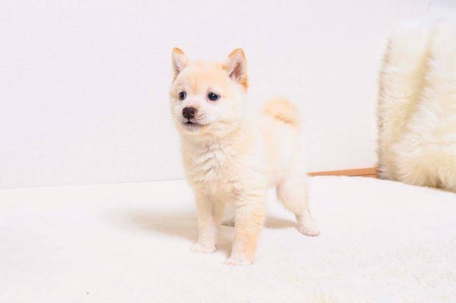 豆柴犬 販売子犬番号 あらしくん 写真3