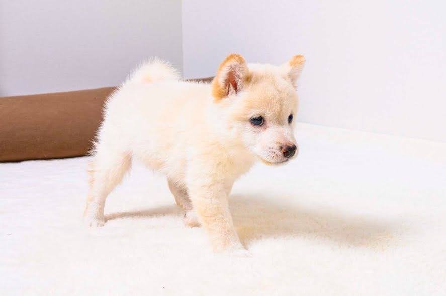 豆柴犬 販売子犬番号 あらしくん 写真2