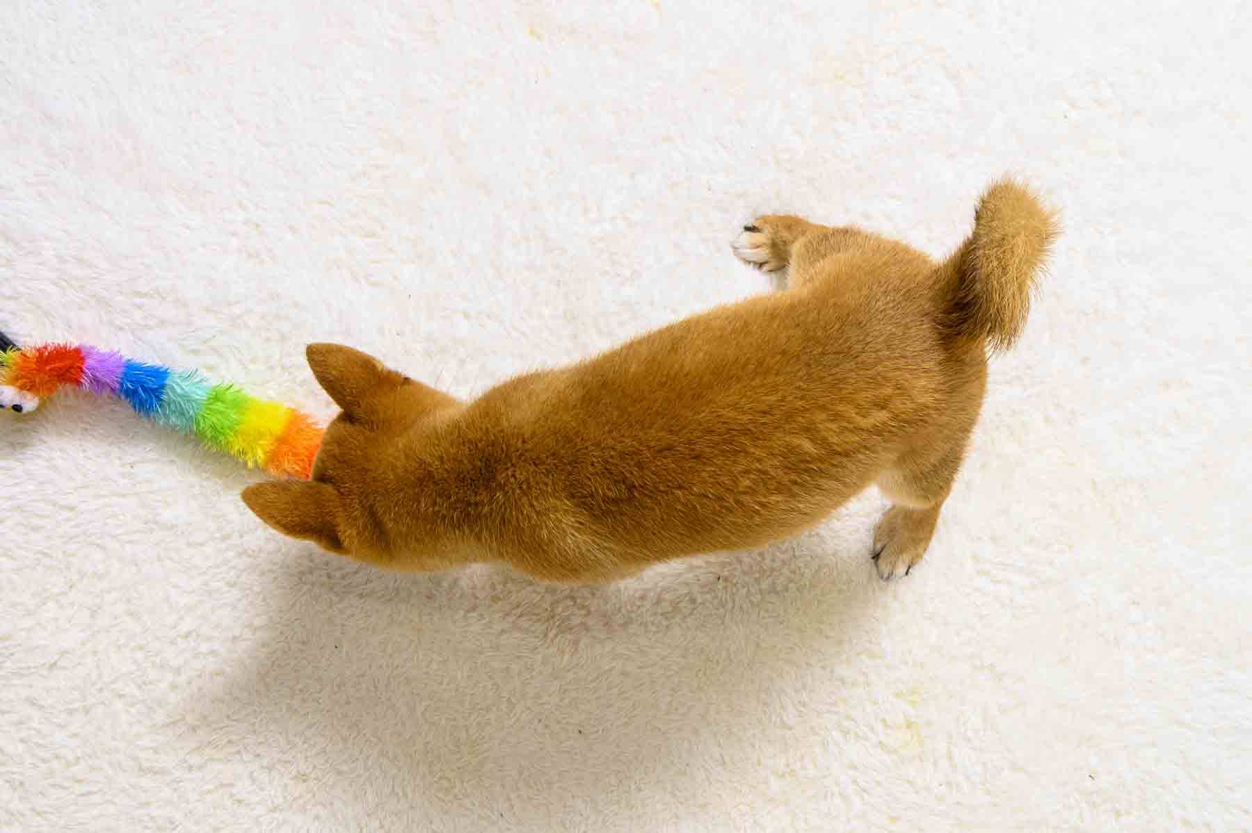 豆柴犬 販売子犬番号 ひとみちゃん 写真7