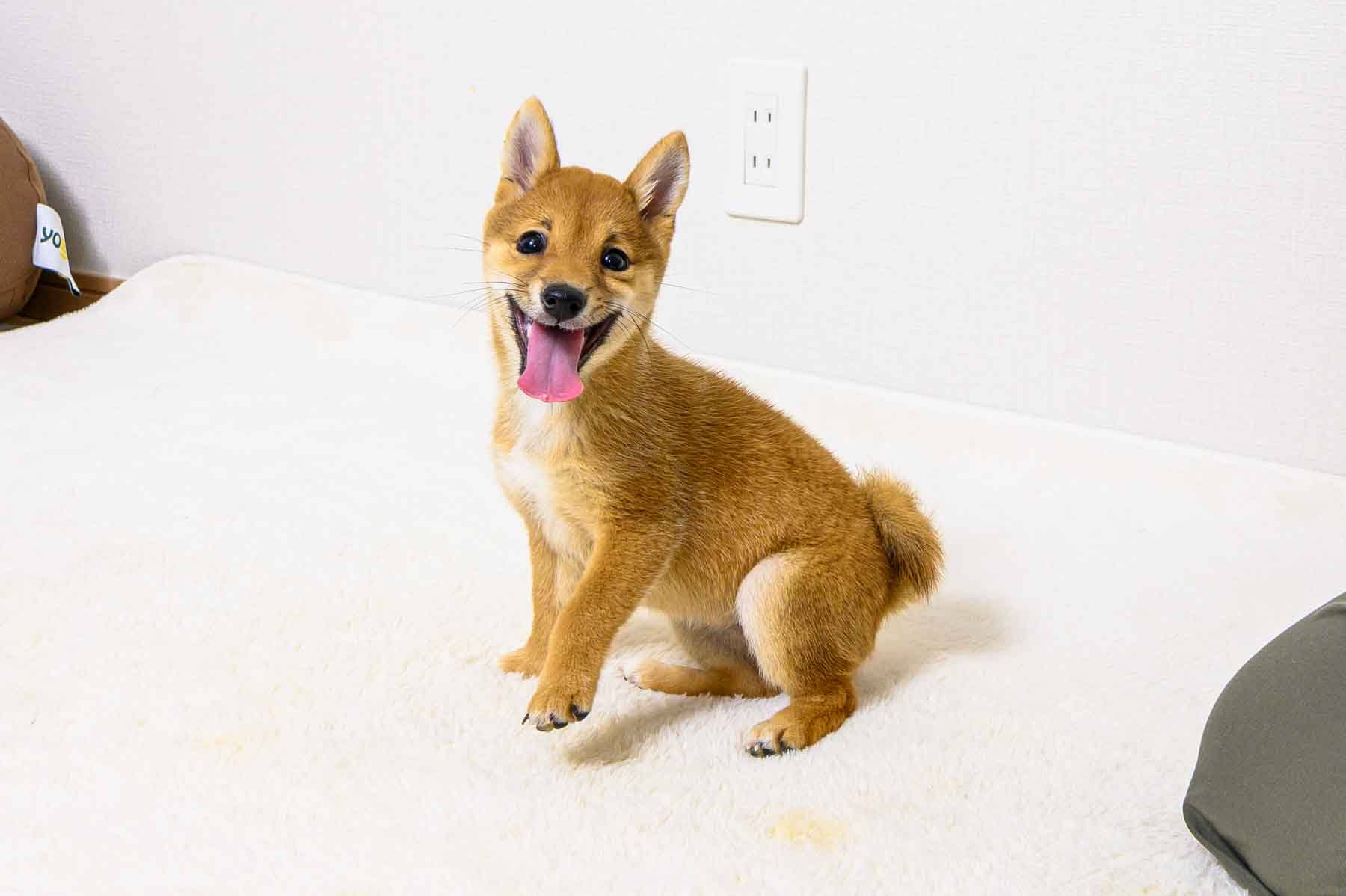 豆柴犬 販売子犬番号 ひとみちゃん 写真6