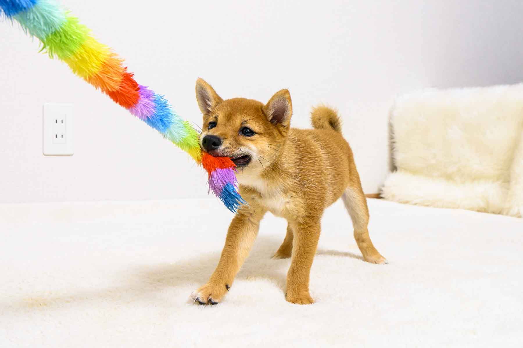 豆柴犬 販売子犬番号 ひとみちゃん 写真5