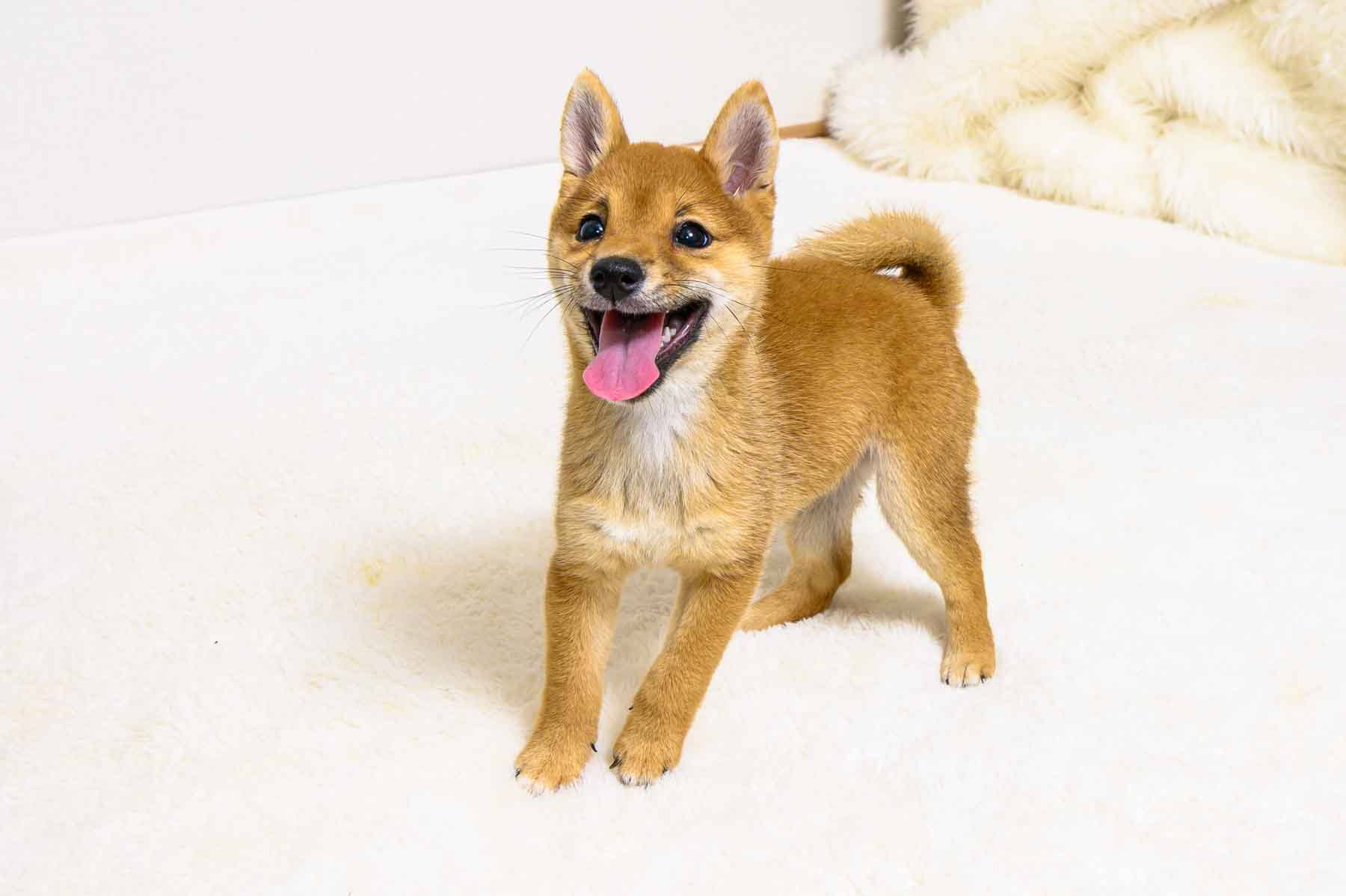 豆柴犬 販売子犬番号 ひとみちゃん 写真2