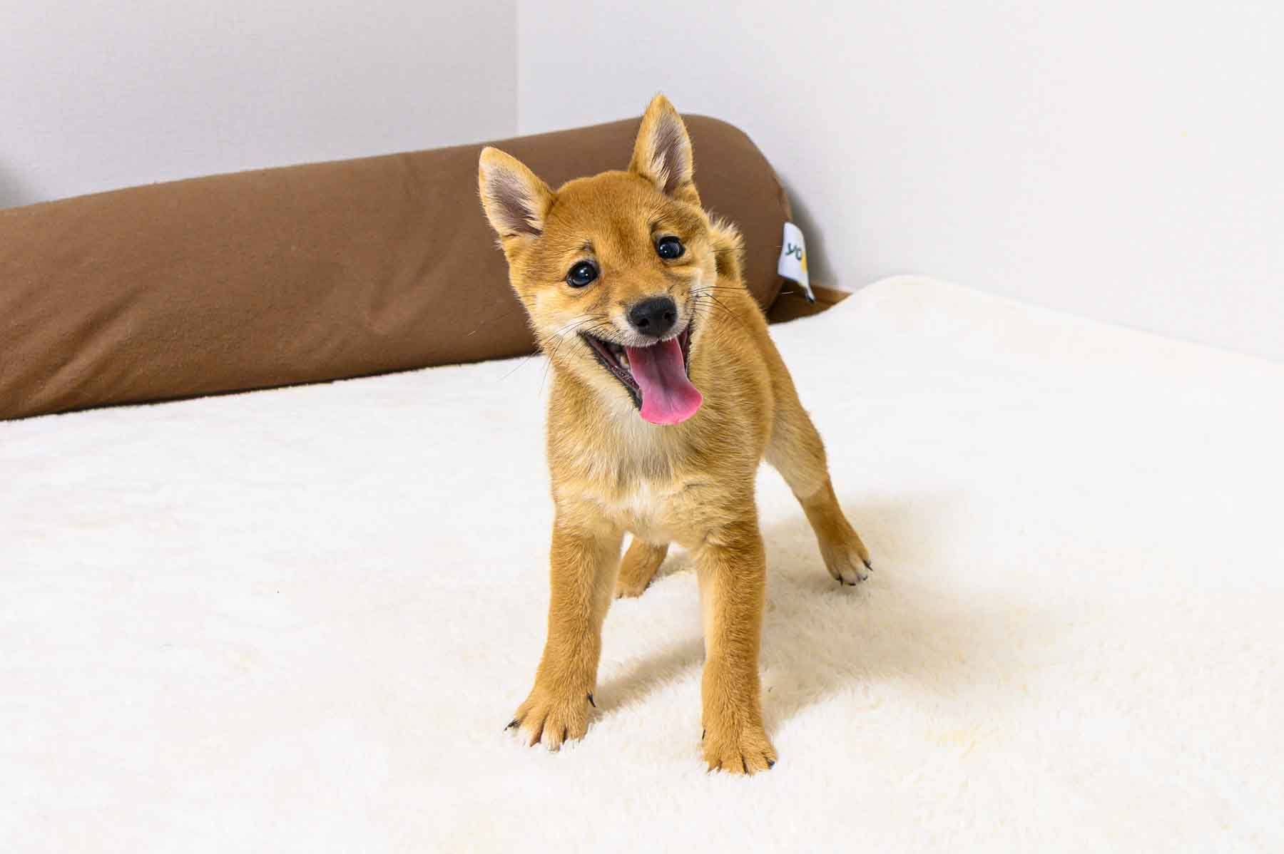 豆柴犬 販売子犬番号 ひとみちゃん 写真4