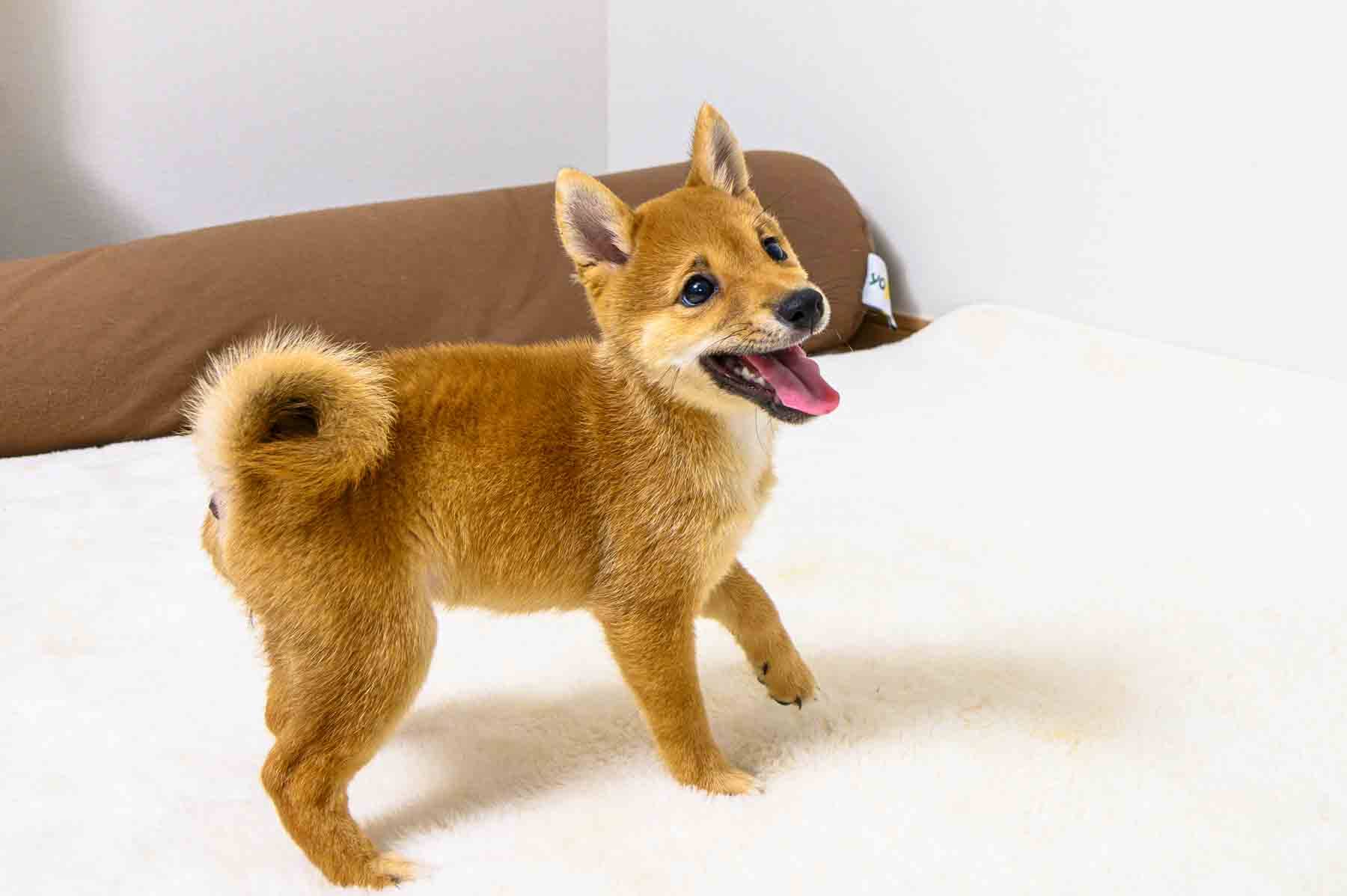 豆柴犬 販売子犬番号 ひとみちゃん 写真3