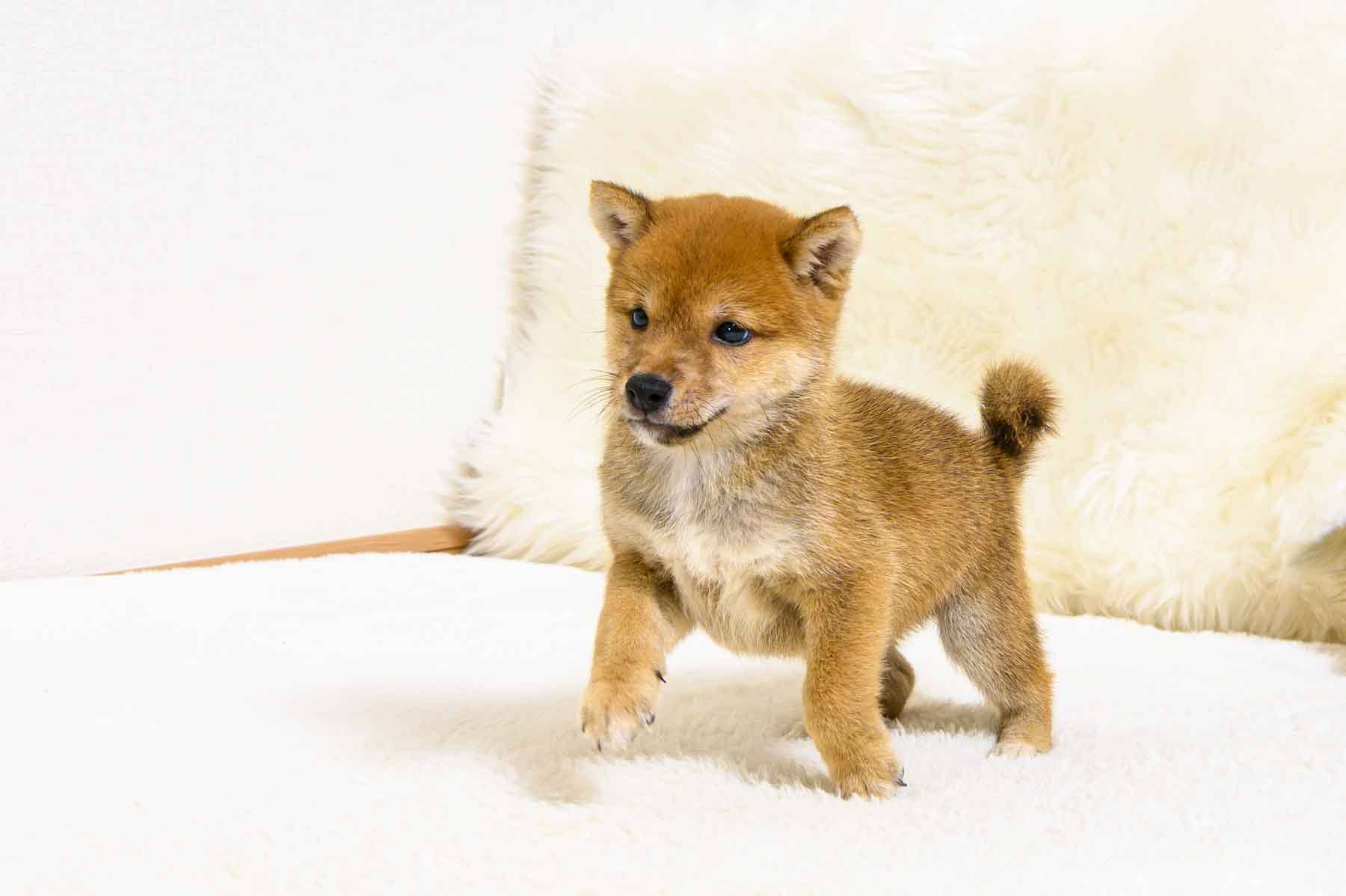 豆柴犬 販売子犬番号 いちろうくん 写真2