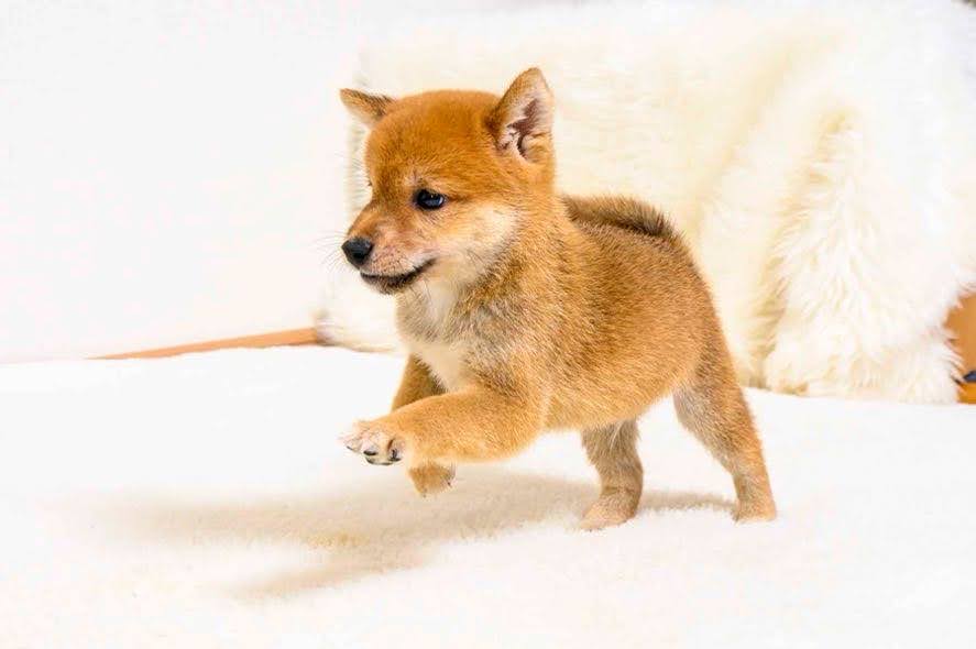 豆柴犬 販売子犬番号 いちろうくん 写真3