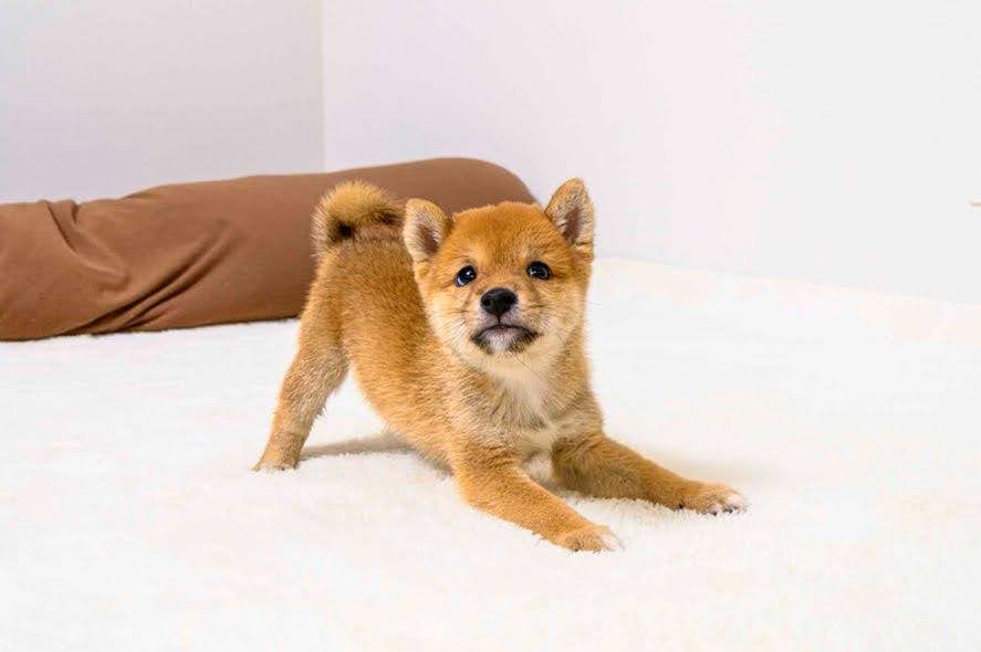 豆柴犬 販売子犬番号 いちろうくん 写真4