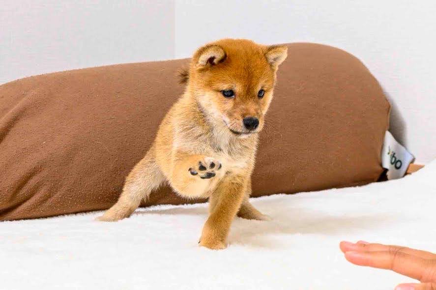 豆柴犬 販売子犬番号 いちろうくん 写真5