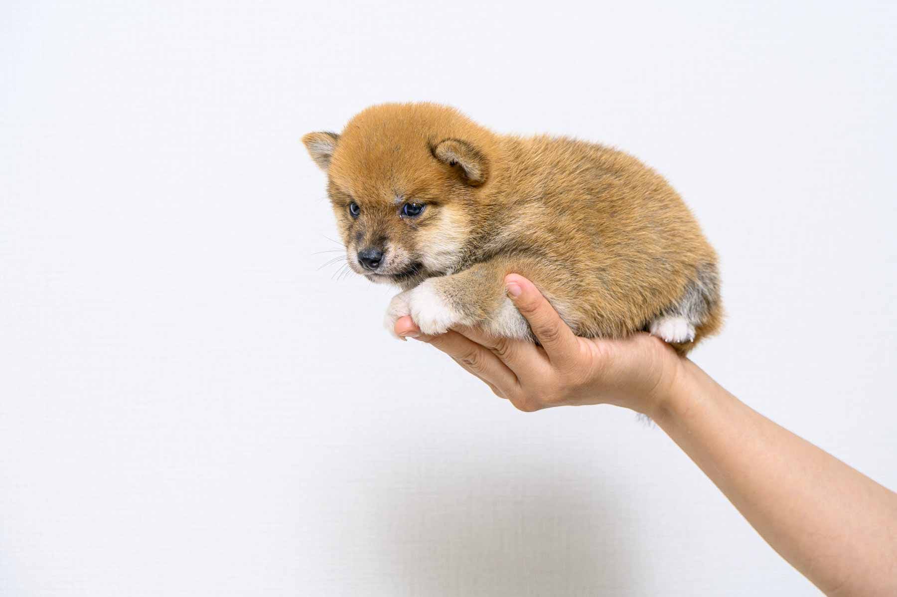 豆柴犬 販売子犬番号 ここくん 写真2