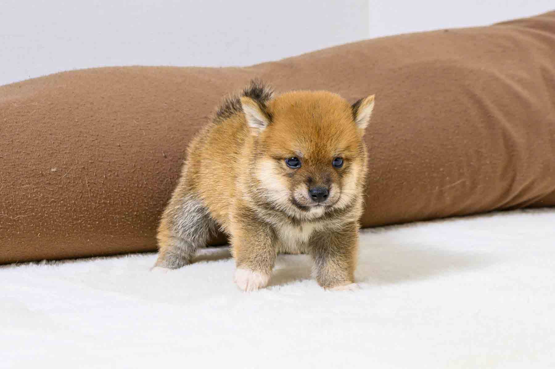 豆柴犬 販売子犬番号 ここくん 写真6
