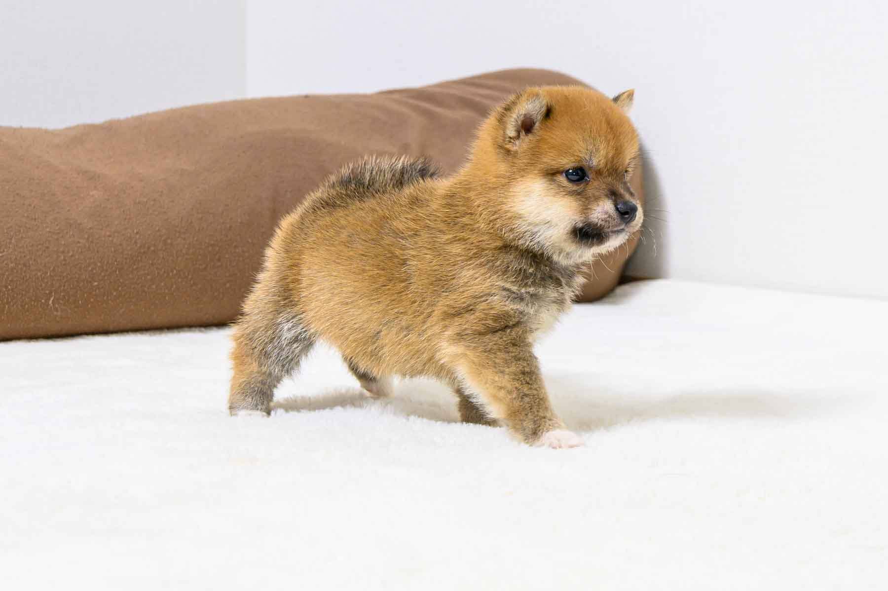 豆柴犬 販売子犬番号 ここくん 写真3