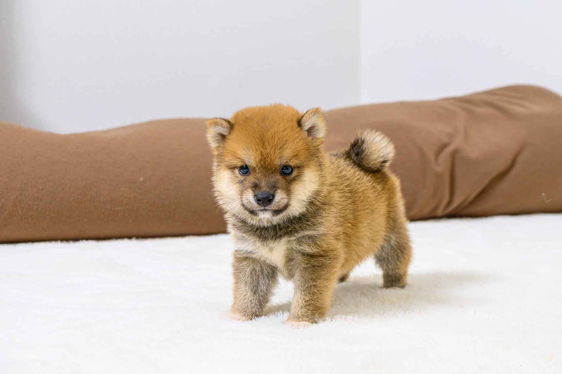豆柴犬 販売子犬番号 ここくん 写真5