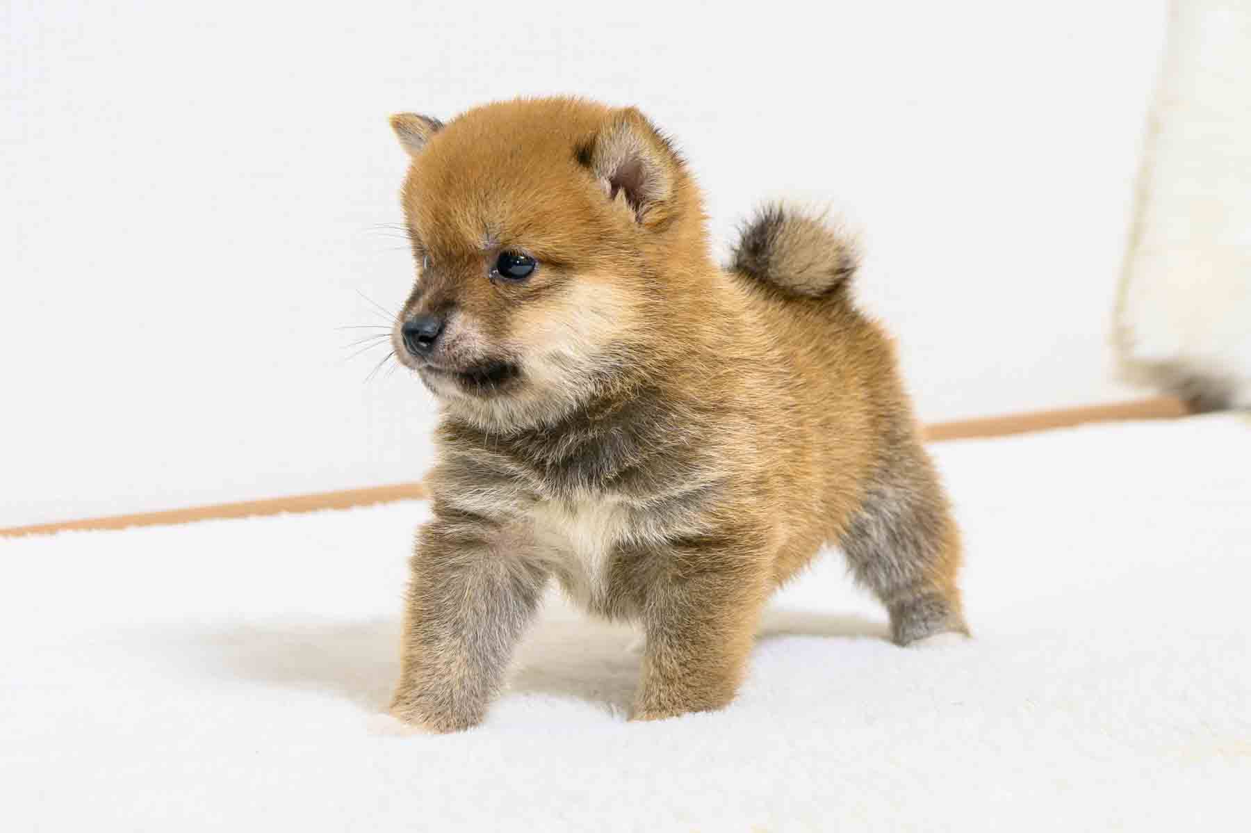 豆柴犬 販売子犬番号 ここくん 写真4