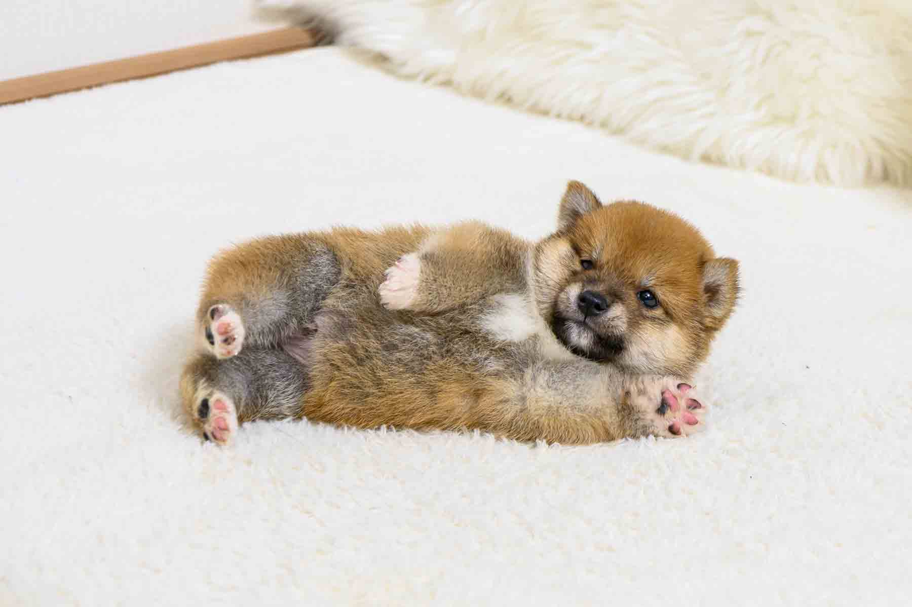 豆柴犬 販売子犬番号 ここくん 写真7