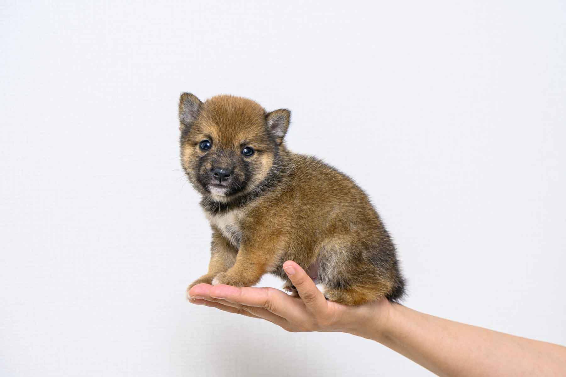豆柴犬 販売子犬番号 はるひくん 写真2
