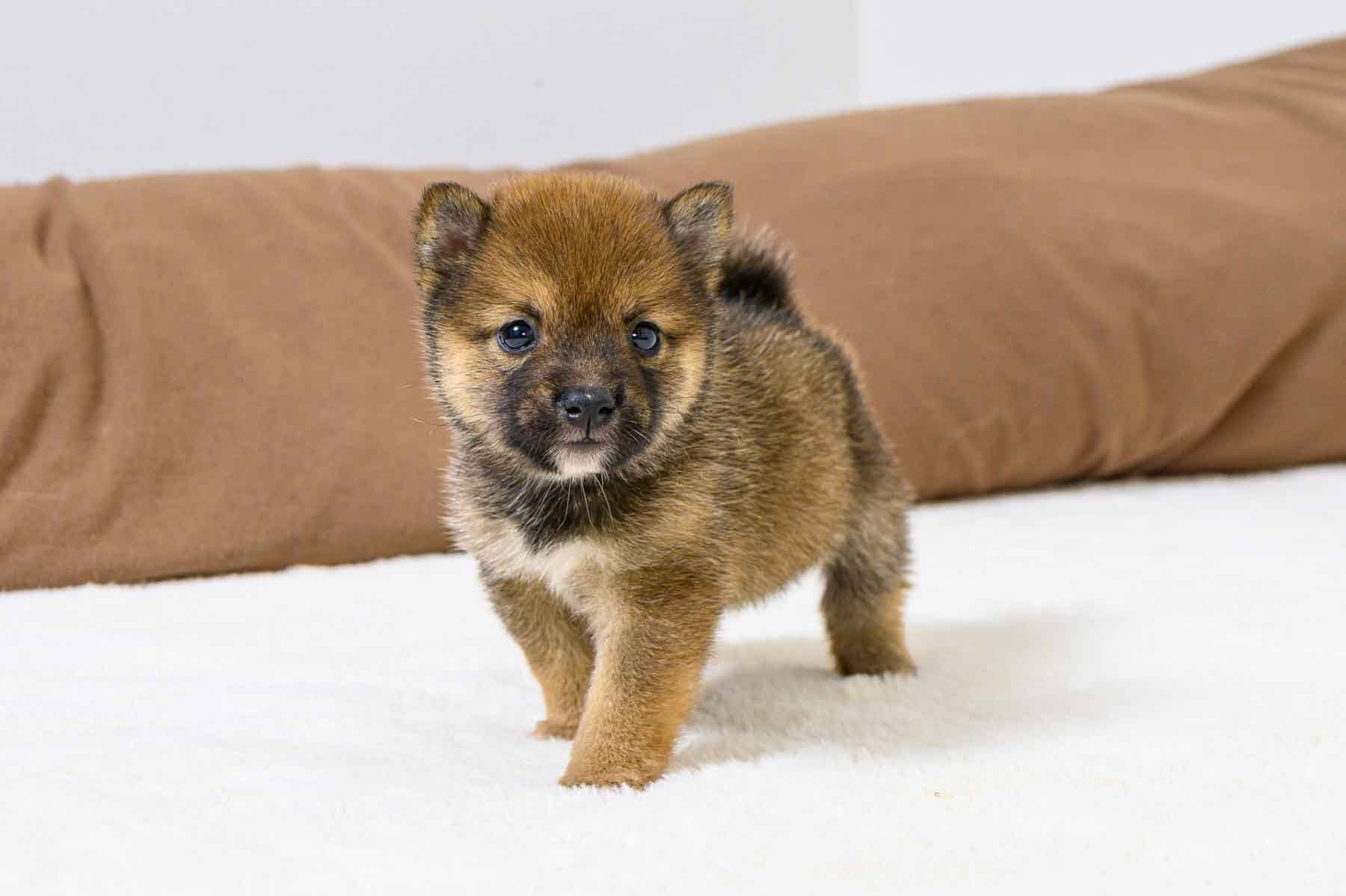 豆柴犬 販売子犬番号 はるひくん 写真3