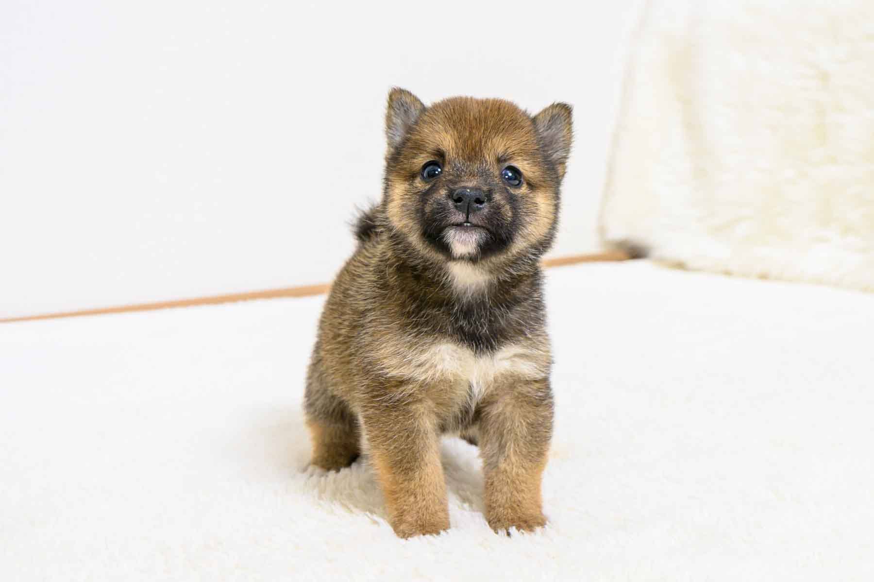 豆柴犬 販売子犬番号 はるひくん 写真4