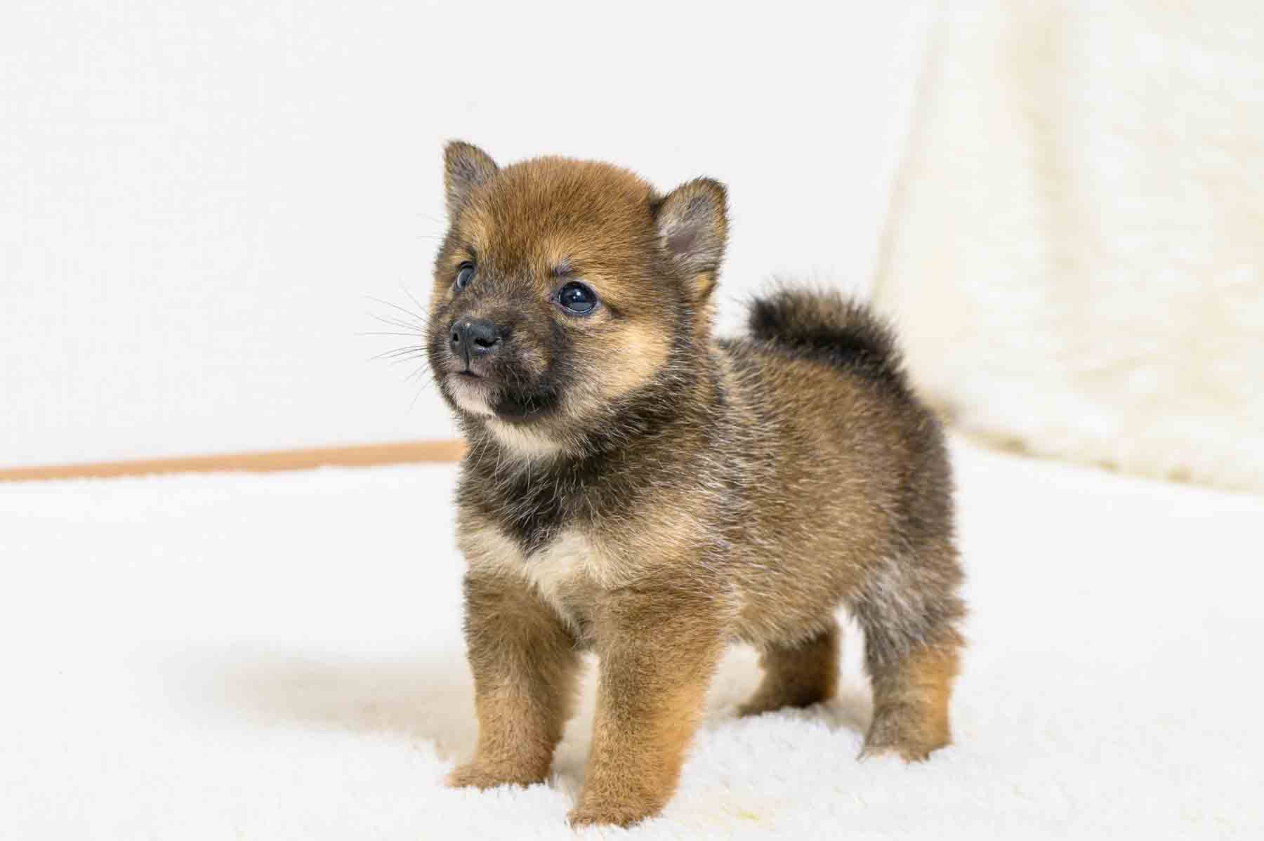 豆柴犬 販売子犬番号 はるひくん 写真5