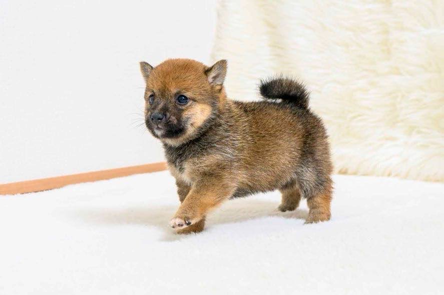 豆柴犬 販売子犬番号 すみかちゃん 写真2