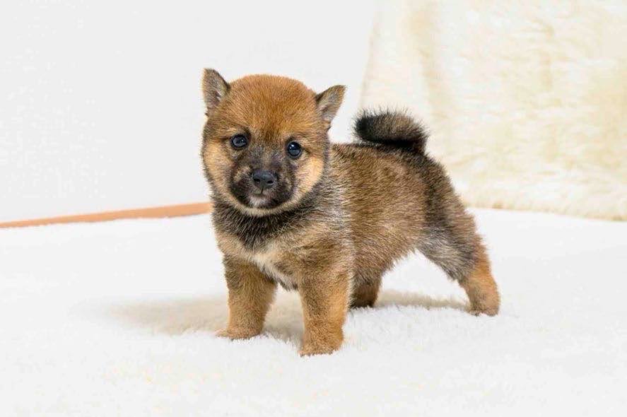 豆柴犬 販売子犬番号 すみかちゃん 写真3