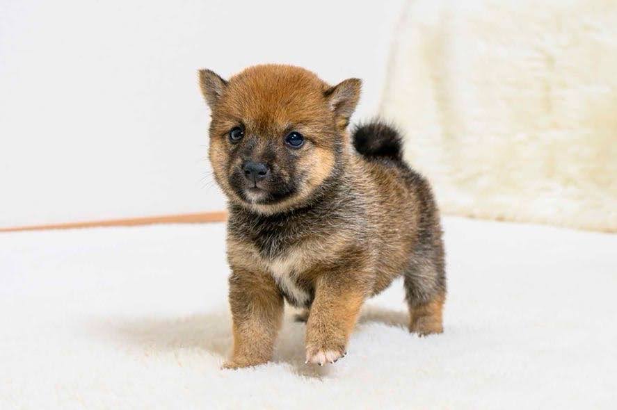 豆柴犬 販売子犬番号 すみかちゃん 写真6