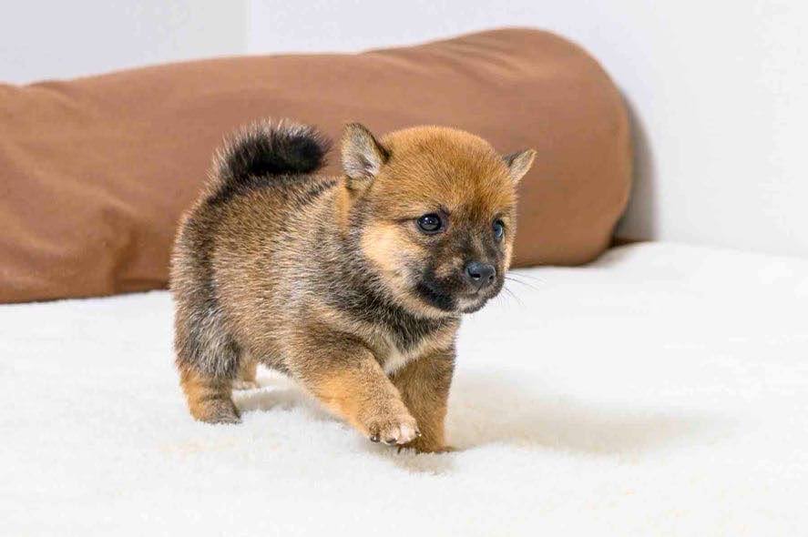 豆柴犬 販売子犬番号 すみかちゃん 写真4