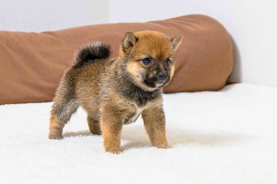 豆柴犬 販売子犬番号 すみかちゃん 写真5