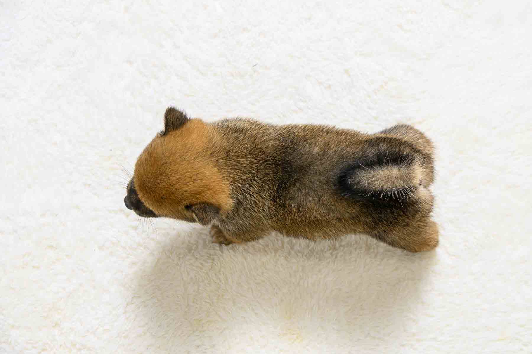 豆柴犬 販売子犬番号 すみかちゃん 写真7