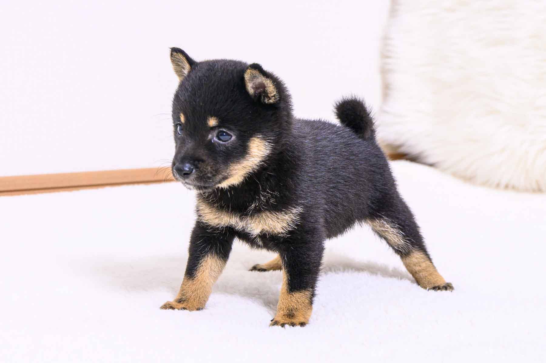 豆柴犬 販売子犬番号 ありすちゃん 写真2