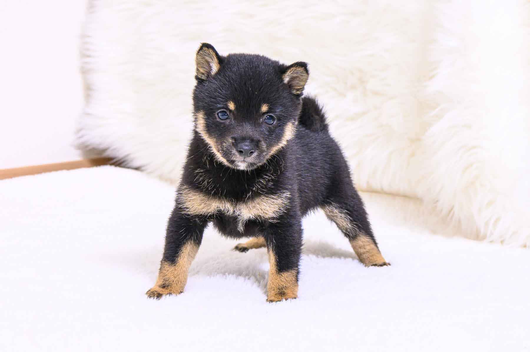 豆柴犬 販売子犬番号 ありすちゃん 写真3