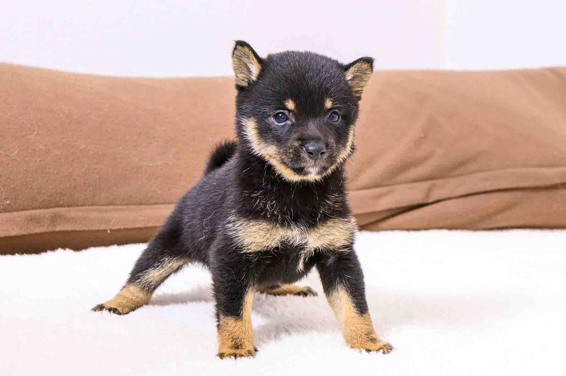 豆柴犬 販売子犬番号 ありすちゃん 写真4