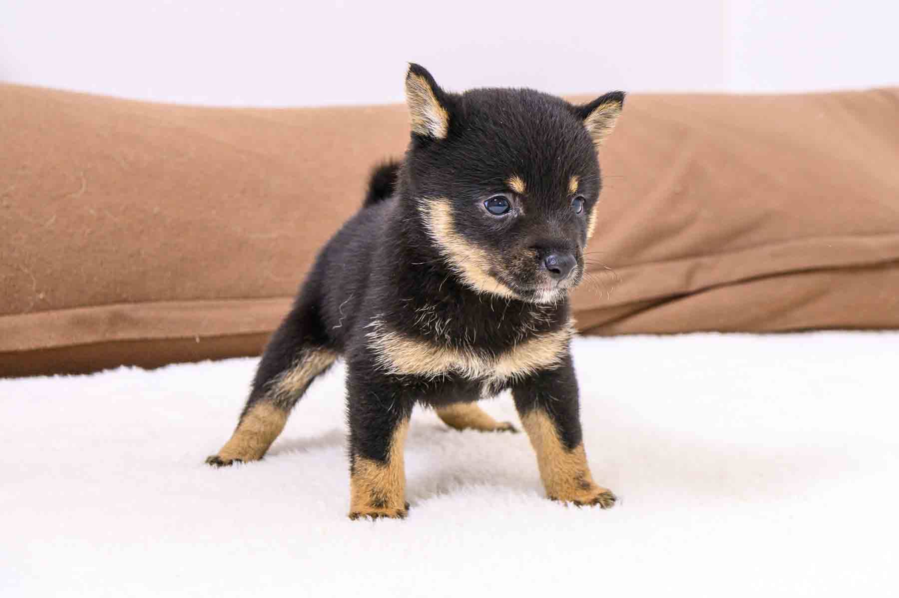 豆柴犬 販売子犬番号 ありすちゃん 写真5