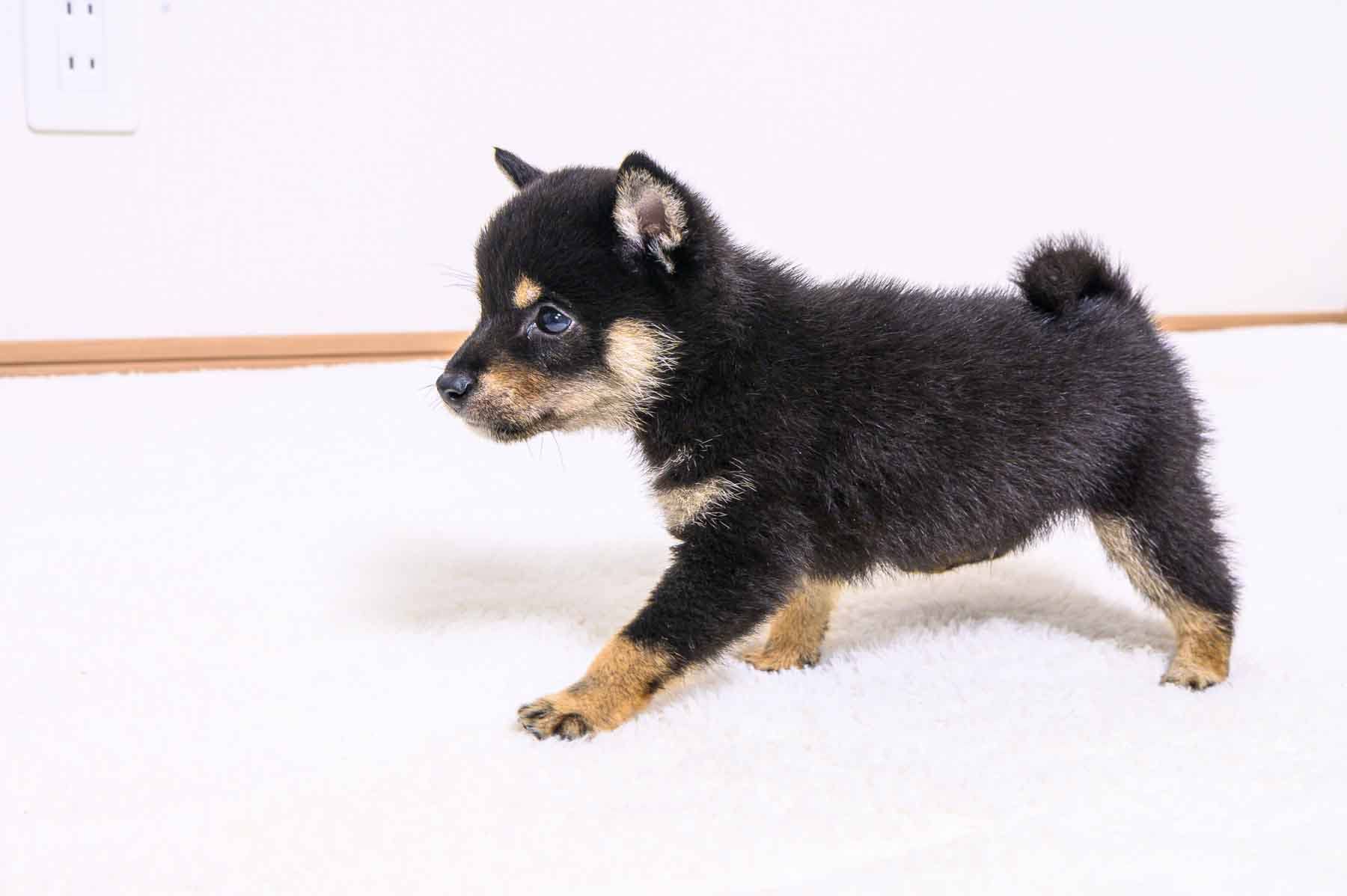 豆柴犬 販売子犬番号 けんたろうくん 写真3