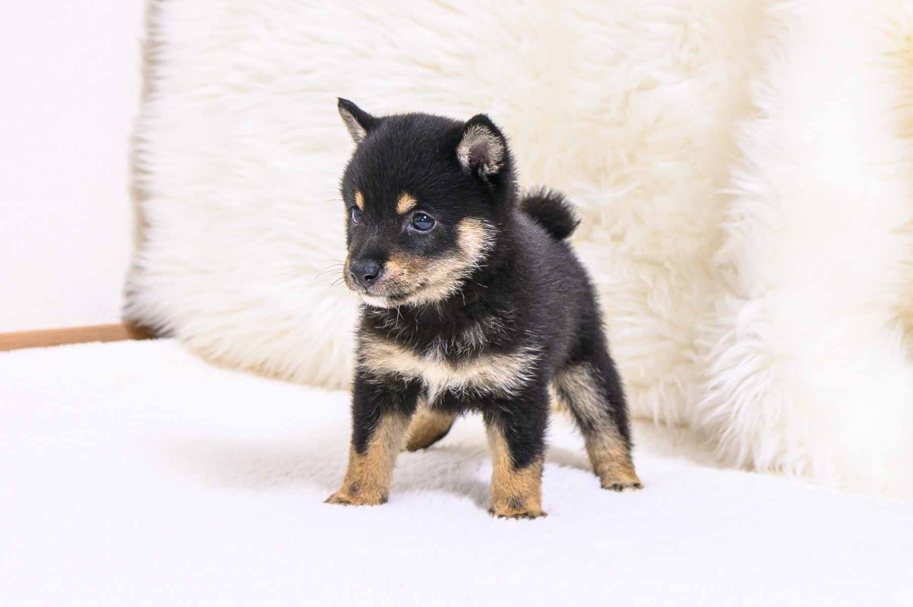 豆柴犬 販売子犬番号 けんたろうくん 写真2