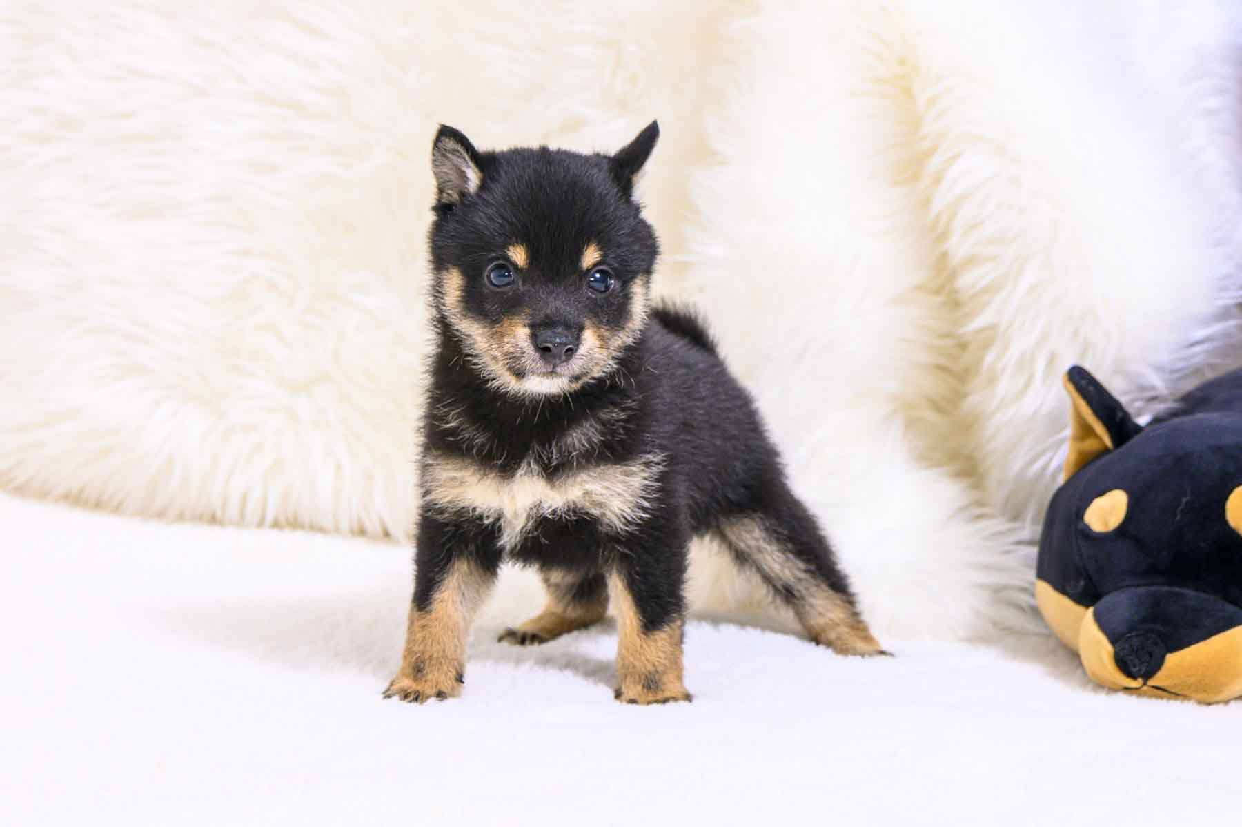 豆柴犬 販売子犬番号 けんたろうくん 写真6