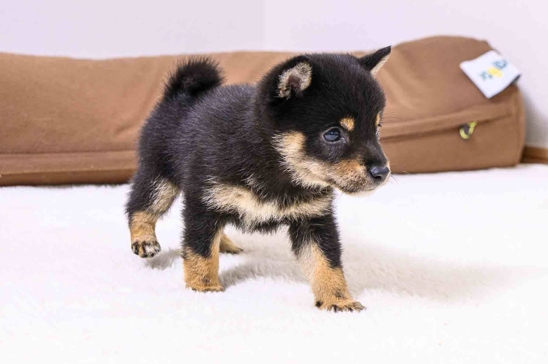豆柴犬 販売子犬番号 けんたろうくん 写真4
