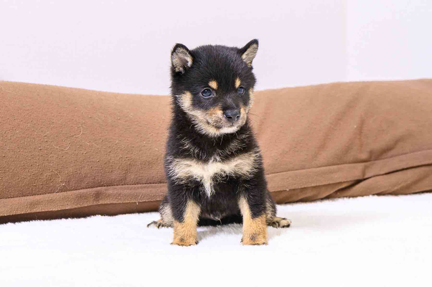 豆柴犬 販売子犬番号 けんたろうくん 写真5