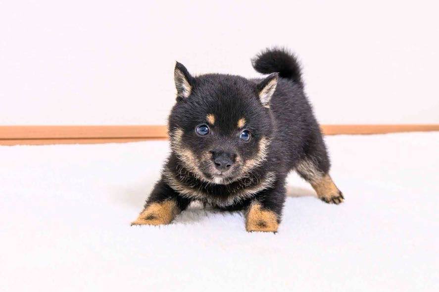 豆柴犬 販売子犬番号 とみくん 写真5