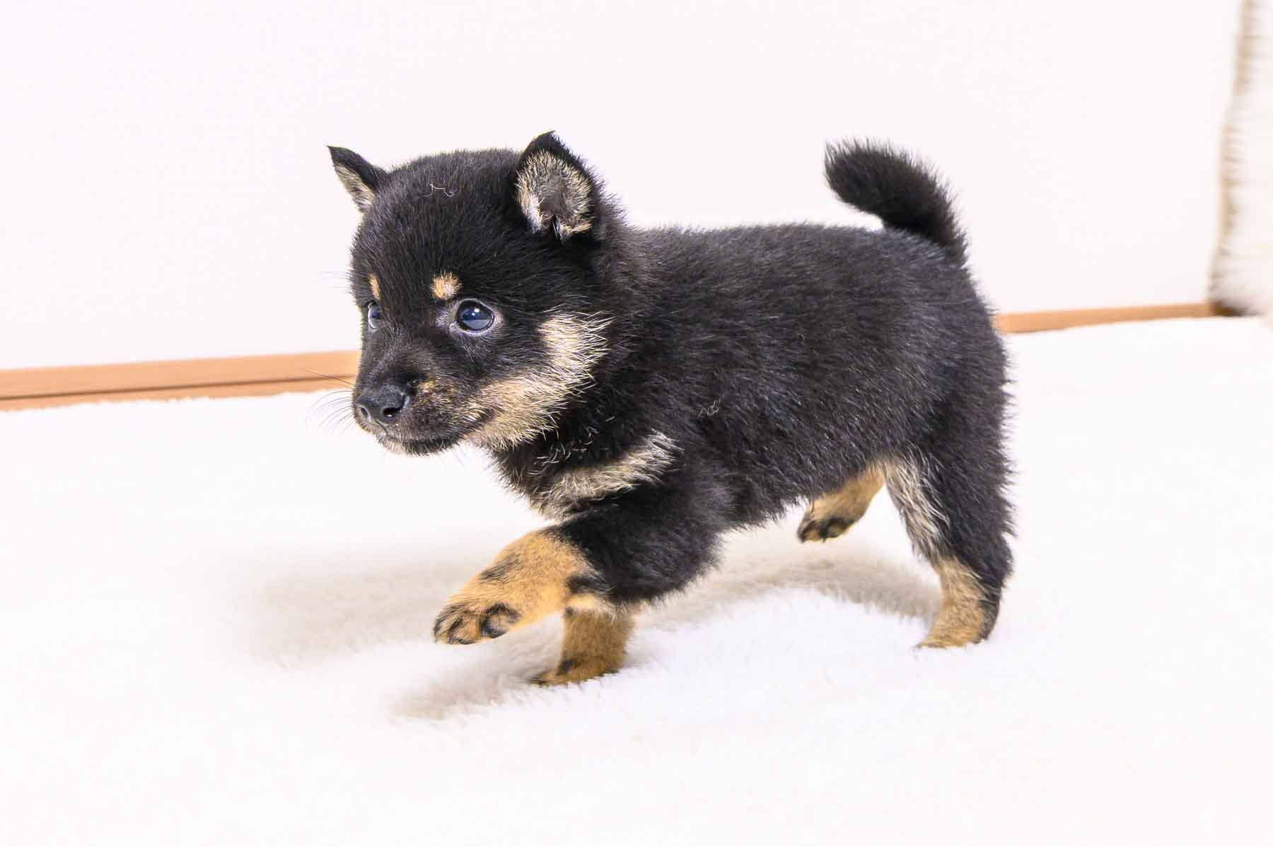 豆柴犬 販売子犬番号 とみくん 写真4