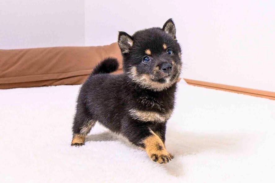 豆柴犬 販売子犬番号 とみくん 写真2