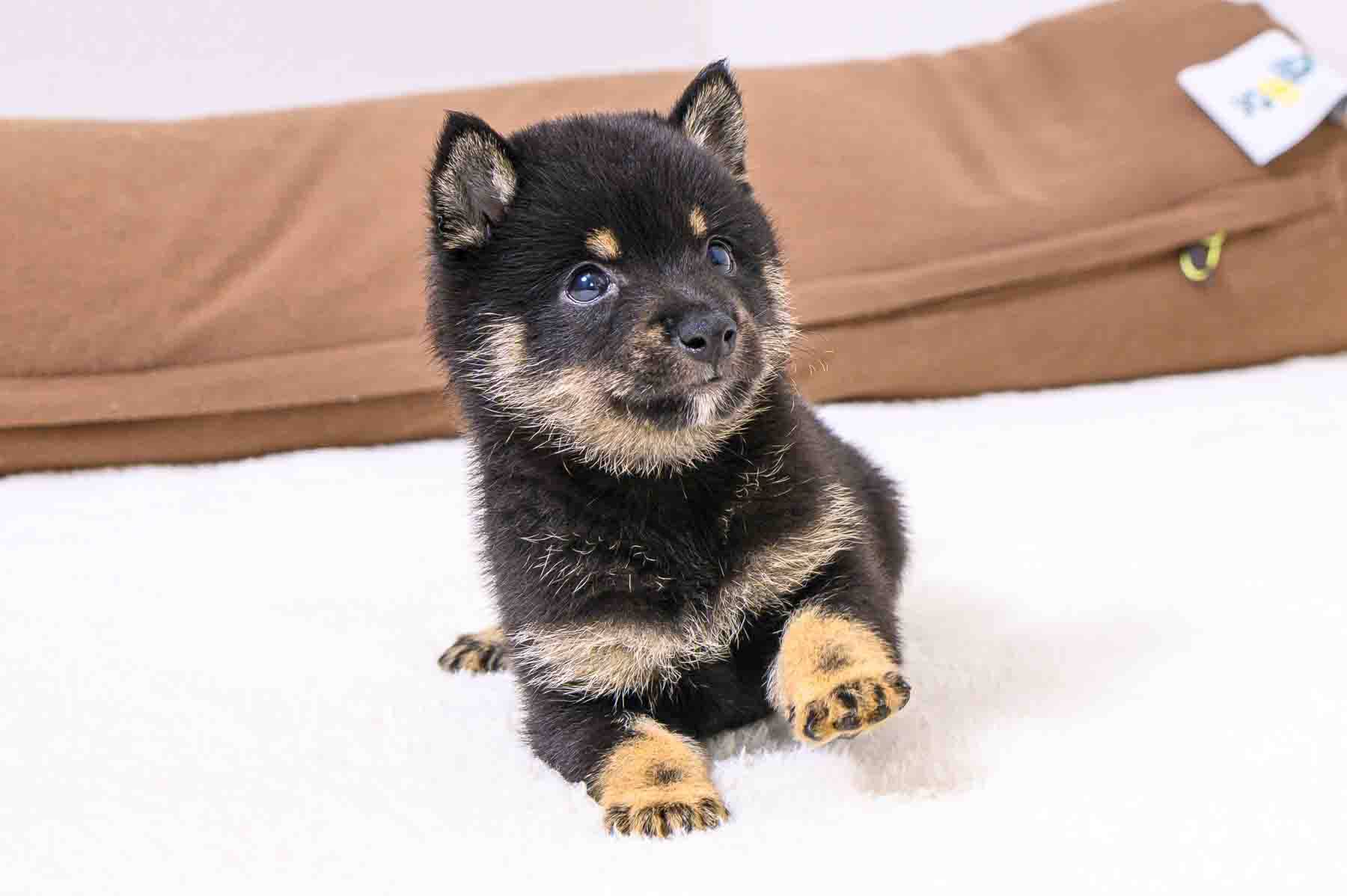 豆柴犬 販売子犬番号 とみくん 写真6