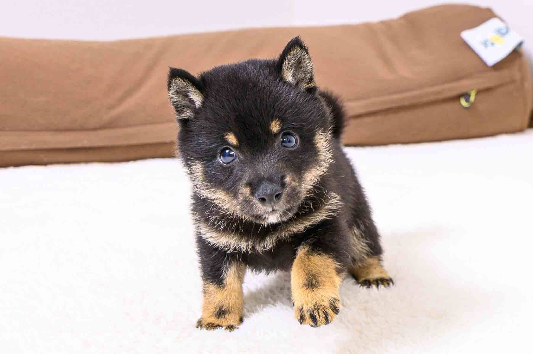 豆柴犬 販売子犬番号 とみくん 写真3