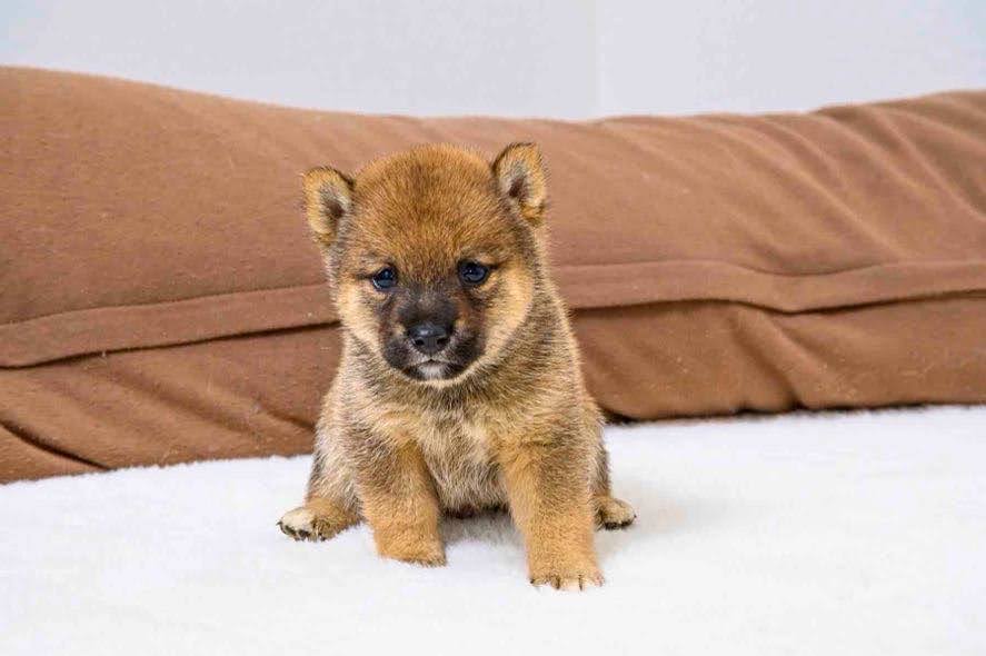 豆柴犬 販売子犬番号 みことくん 写真4