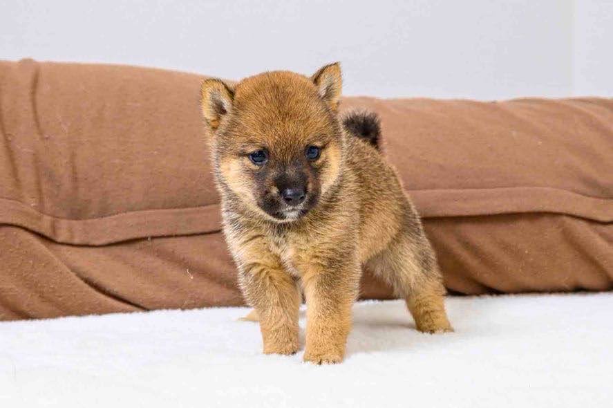 豆柴犬 販売子犬番号 みことくん 写真2